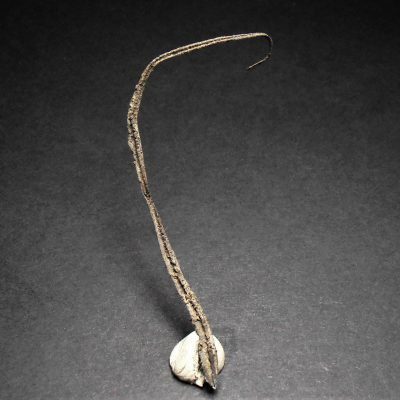 Silver - 79 mm long Spinel Twinned Wire from the Elura Mine